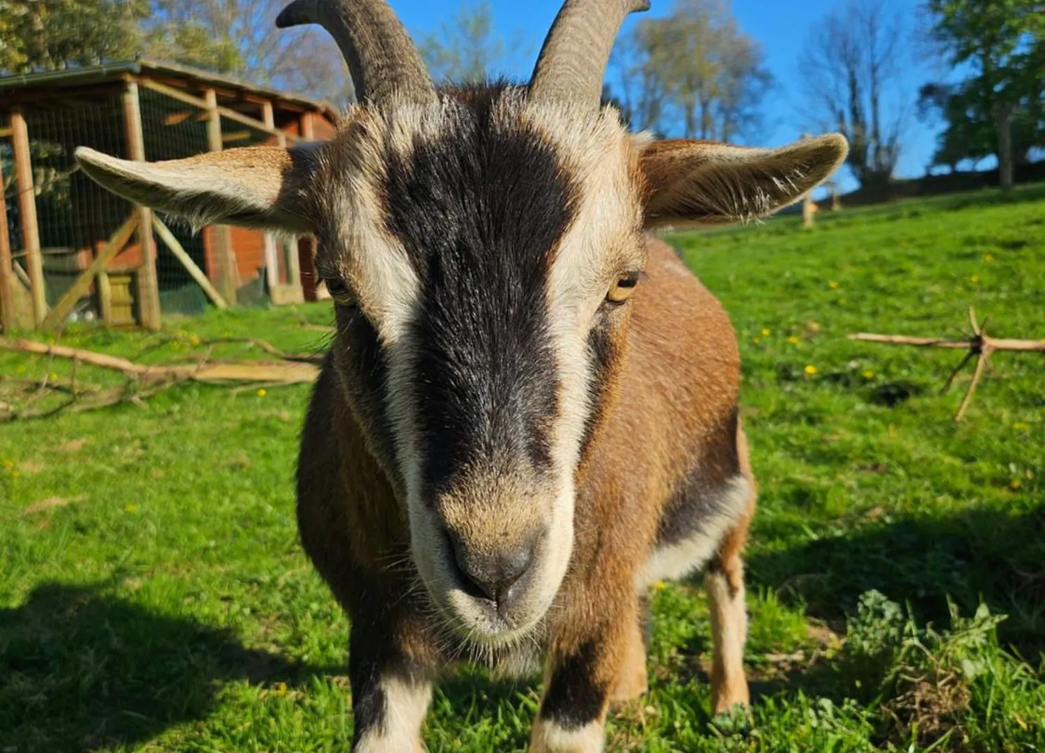 Les Gites De Koatephani Et Ses Animaux Gouezec