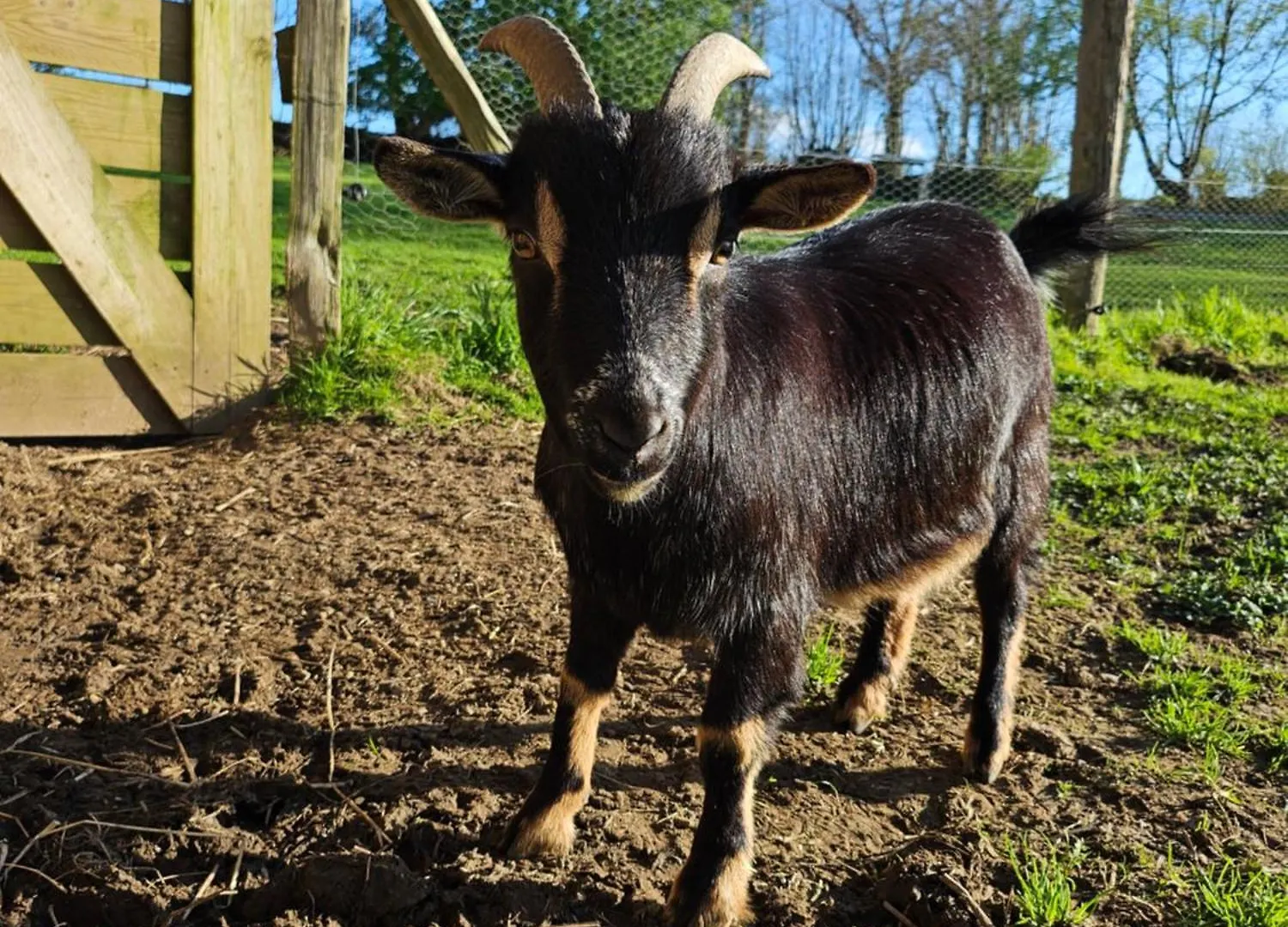 Les Gites De Koatephani Et Ses Animaux Gouezec France