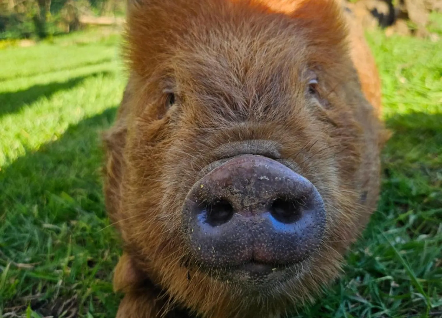 Les Gites De Koatephani Et Ses Animaux Gouezec