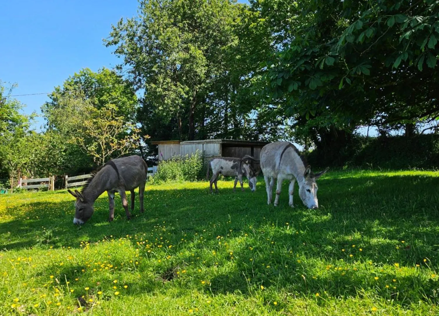 Les Gites De Koatephani Et Ses Animaux Gouezec Holiday home